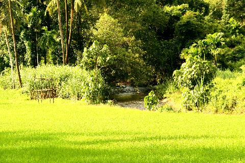 Agricultural Plantations in Goa - Download Goa Photos